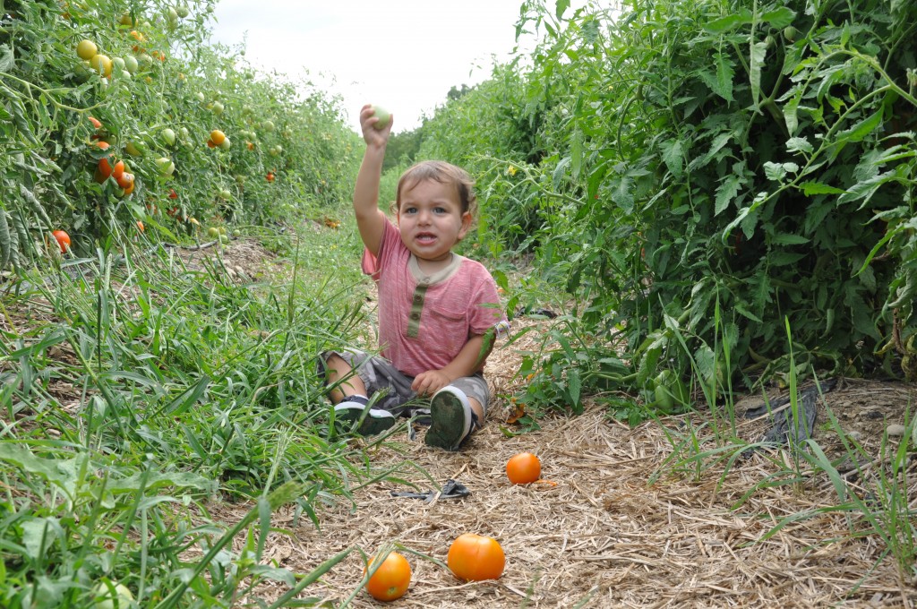 trip to the farm arielle haspel and peach pie puffs