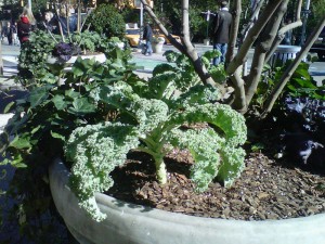 Kale in Madison Square Park!