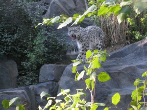 Snow Cheetah!