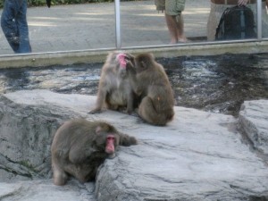 Monkeys (cleaning each others eyes!!!)