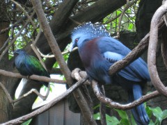 No, thats not a peacock - it's a Victoria Crowned Pigeon!