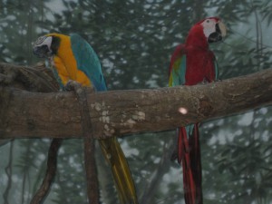 Parrots!