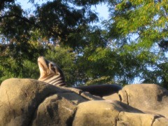 Sea Lion suntanning at sunset!